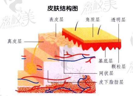 皮肤构造图