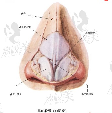 鼻部解剖图