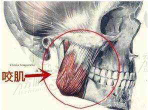 咬肌示意图