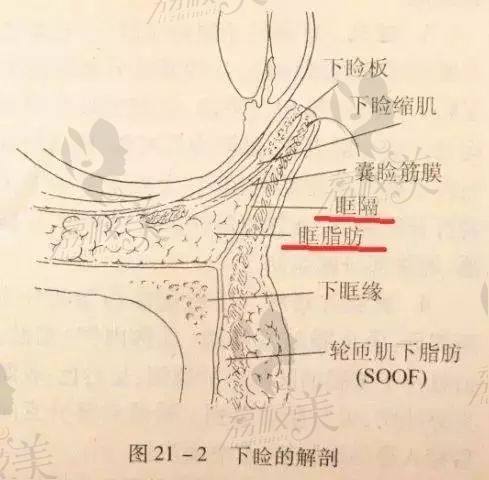 下眼睑解刨图片示意