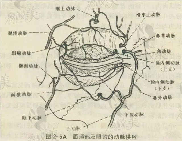 明明同眼同医生，为什么你的双眼皮做完痕迹深重，有肉条感2874.png