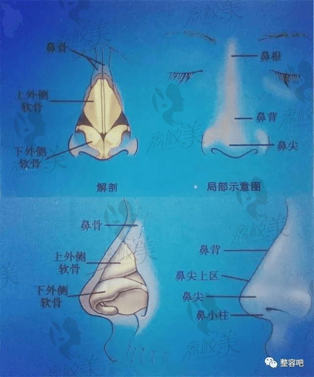 揭示！为什么鼻头<span style=