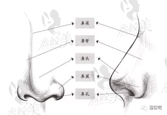 揭示！为什么鼻头<span style=
