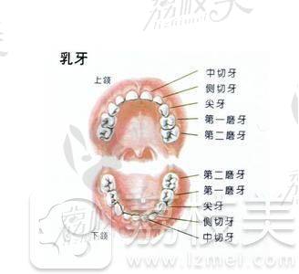 人类牙齿模型