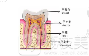 牙齿结构图