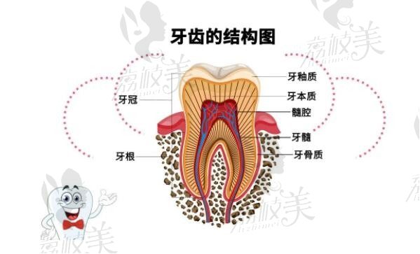 辟谣~看牙拍ct对身体真的有害吗？牙齿拍ct检查有什么作用？