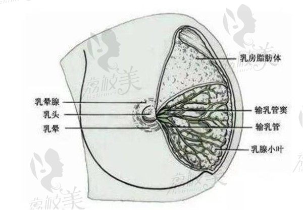 隆胸大全明细公布，乳头/乳晕/去副乳/隆胸失败特色介绍（含价格）