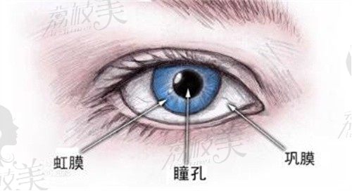 上海徐晓斐很出名吗做双眼皮有啥特点,内眼角修复1w起步