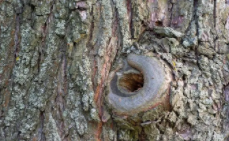 树洞有秘密