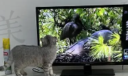 猫咪看电视