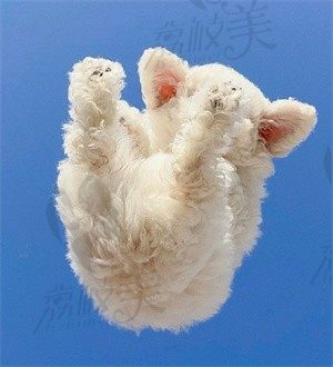 可梦