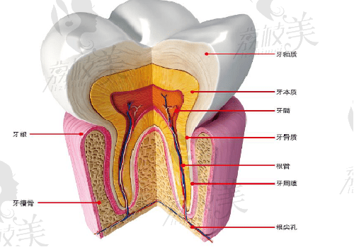 深圳吸附性义齿医院名单快拿好，在深圳做吸附性义齿能用到