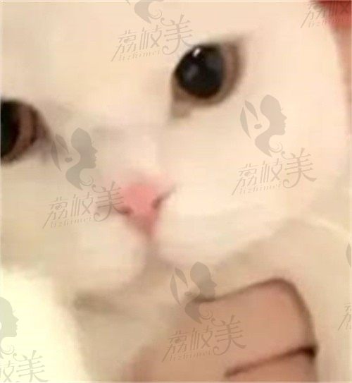 加菲猫