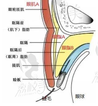 杜园园和师丽丽谁做的更好？都是双眼皮修复大咖可对比价格/案例