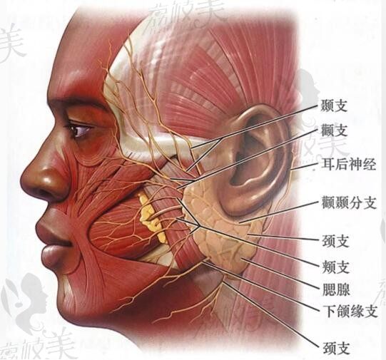 北京加减美范惟医生拉皮技术怎么样？擅长做v6小切口提升口碑好