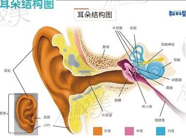 張正文耳再造靠譜嗎？必須滴