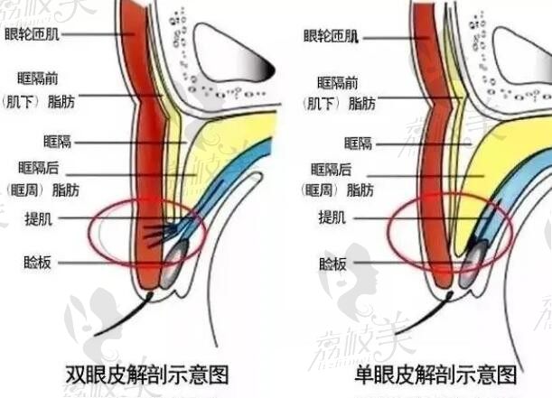 2025修復(fù)雙眼皮的十大醫(yī)生排名榜單，來獲取哪個醫(yī)生修復(fù)的最好的答案