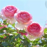 虚光