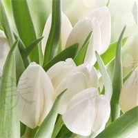 菀柯