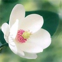 冰河
