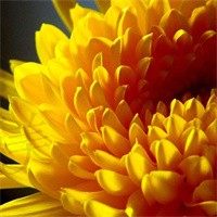 菲儿