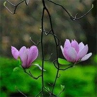 红谷