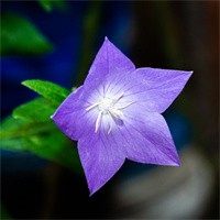 吃蛋糕