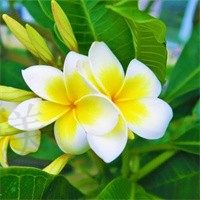 芙蓉田园