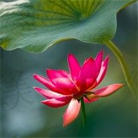 凝固的爱