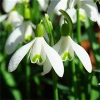 给花开花落