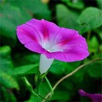 牛肝菌