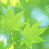 麦克斯韦
