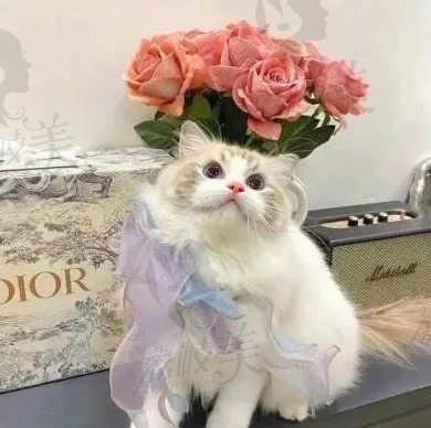 优看见