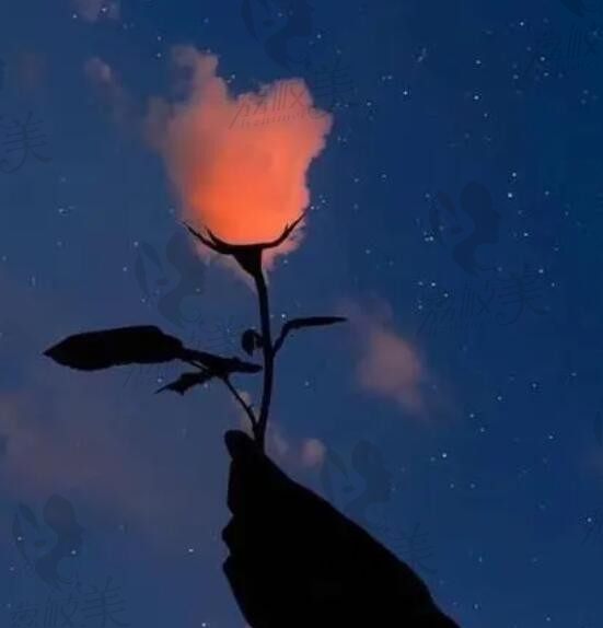 玫瑰