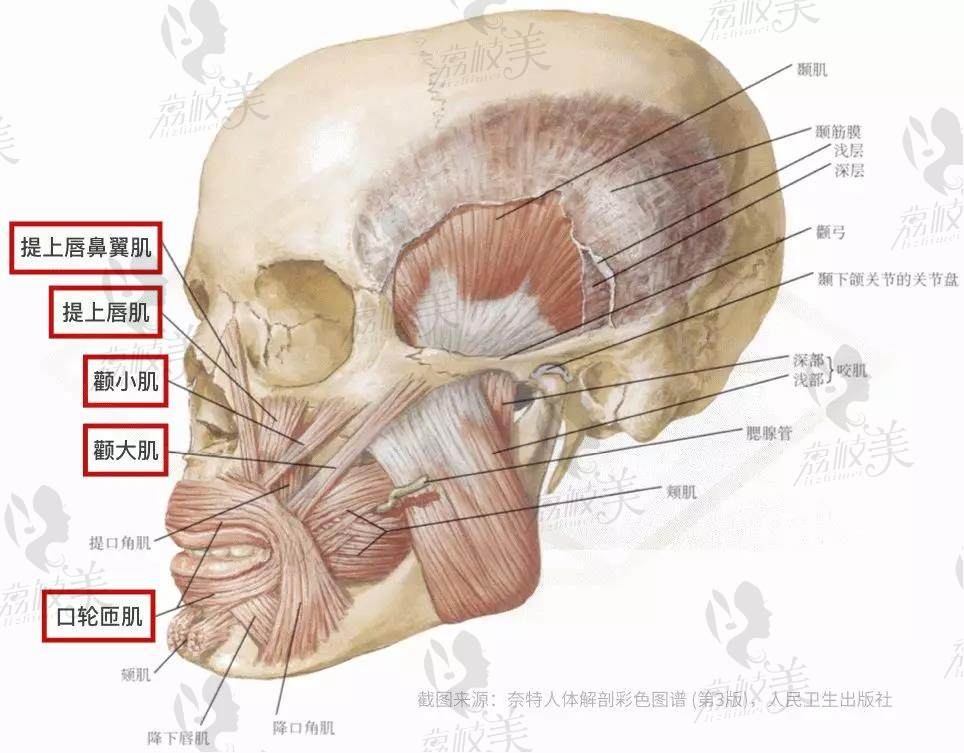 面部肌肉