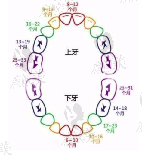 儿童换牙周期表_荔枝美