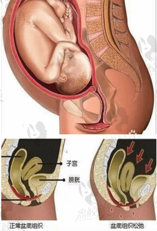 孕期盆腔示意图.png?x-oss-process=style/lzmei