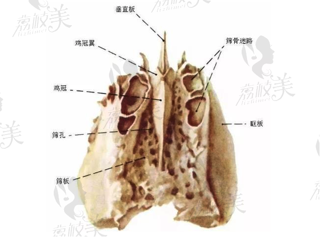 筛骨垂直板塑鼻技术.png?x-oss-process=style/lzmei