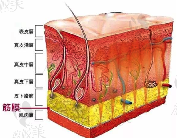 皮肤结构图