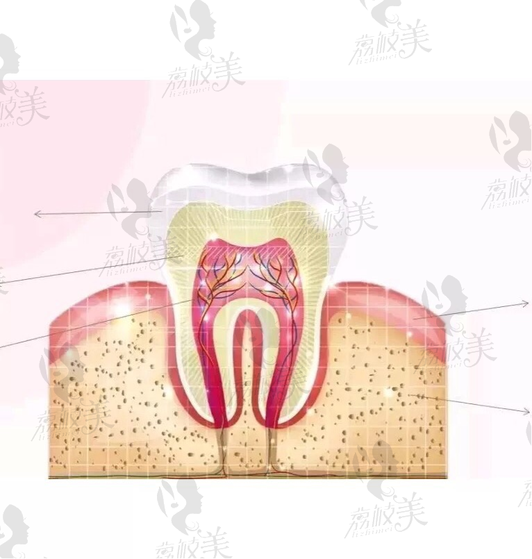 荔枝美：牙髓炎的展归