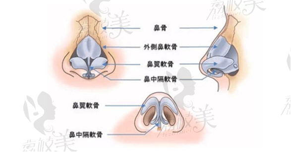鼻组织结构性修复