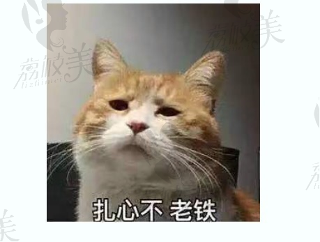 荔枝美：猫猫