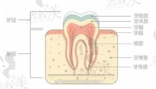 牙齿结构