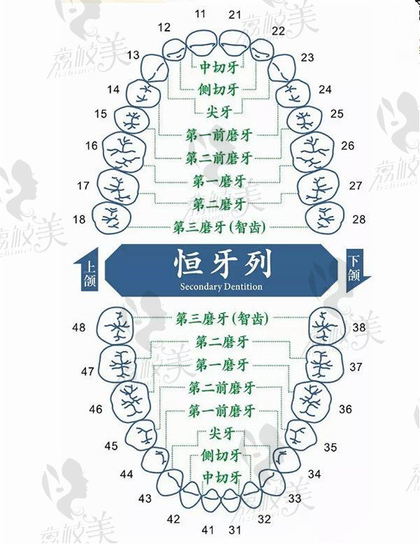 恒牙列