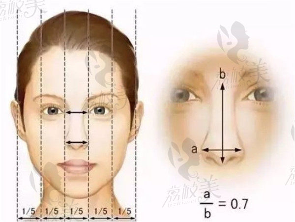 鼻子美学比例