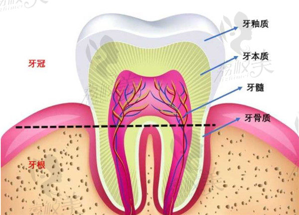 牙齿构造