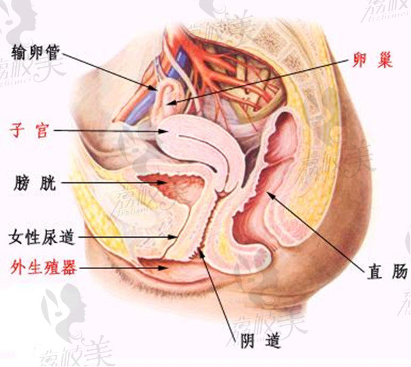 上海虹桥医院私密科的3d生物束带术阴道紧缩术