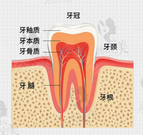 慢性牙周炎导致牙松动3