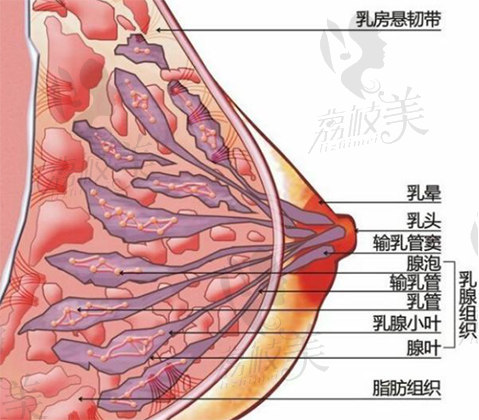 胸部結構圖