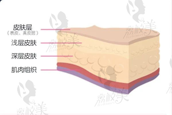 皮膚的深層構成